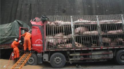 绵广高速两车追尾 上百头猪疯狂乱窜